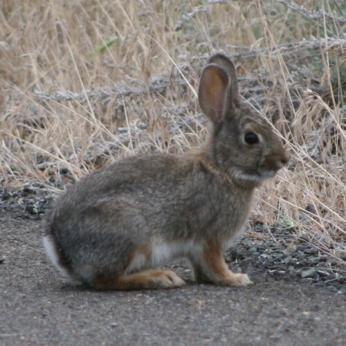 Mountain Cottontail