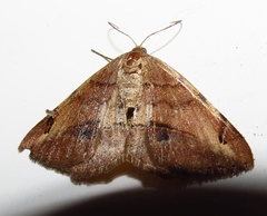 Chiasmia brongusaria