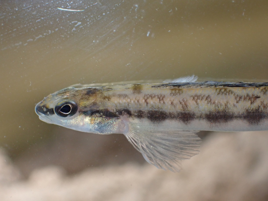 Bankhead Darter