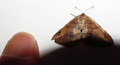 Chiasmia brongusaria