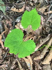 Vitis amurensis, photograph (c) Tatyana Petrenko, some rights reserved (CC BY)