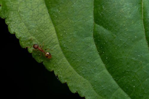 Bent-spined Acorn Ant photo 4