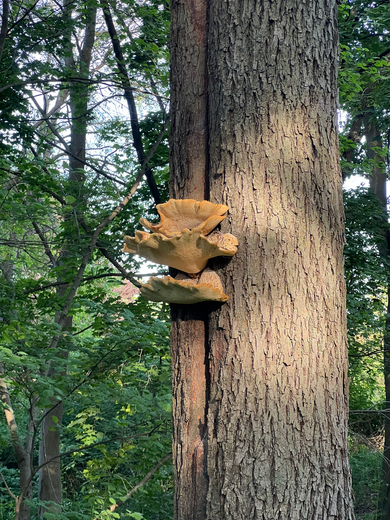 Dryad's Saddle · May 2026 · photo: Photo: (c) Logan Jones, some rights reserved (CC BY) · iNaturalist
