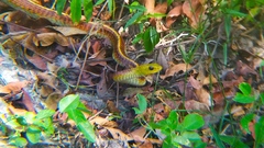 Chironius spixii