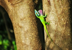 Anolis allisoni