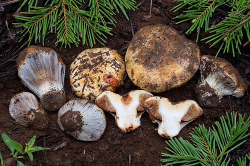 iNaturalist observation photo of Calonarius bigelowii