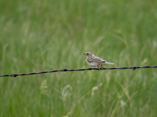 Grasshopper Sparrow