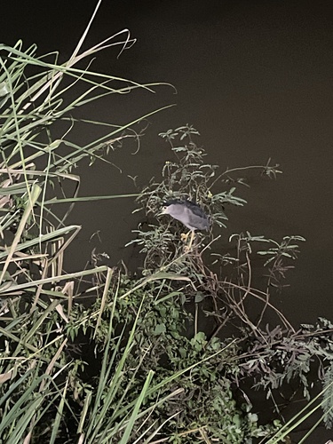 Black-crowned Night Heron