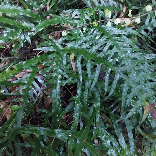 Lecanopteris scandens, photograph 1
