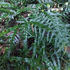Lecanopteris scandens, photograph kiwialli, CC BY, iNaturalist via GBIF