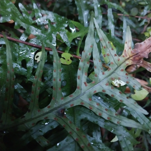 Lecanopteris scandens, photograph 2