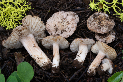 iNaturalist observation photo of Fiber Caps