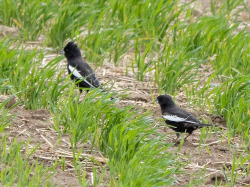 Lark Bunting