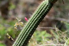 Cleistocactus dependens