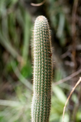 Cleistocactus dependens