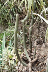 Cleistocactus dependens