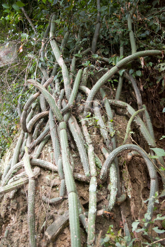 Cleistocactus dependens
