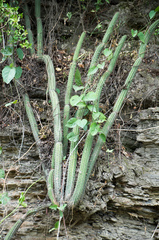 Cleistocactus dependens