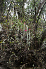 Cleistocactus dependens