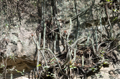 Cleistocactus dependens