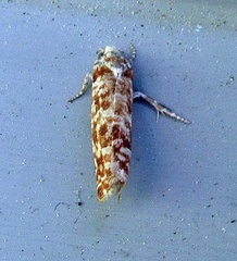 Retinia virginiana