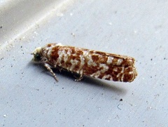 Retinia virginiana