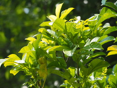 Dysoxylum cumingianum
