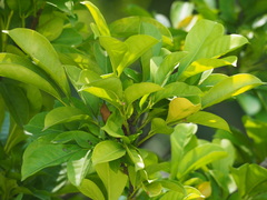 Dysoxylum cumingianum