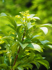 Dysoxylum cumingianum