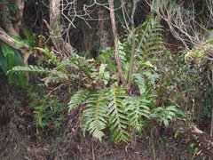 author not stated, no rights reserved Drynaria coronans, photograph author not stated, no rights reserved