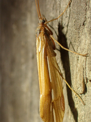 Psychoglypha