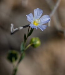 Linum pratense