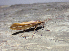 Psychoglypha