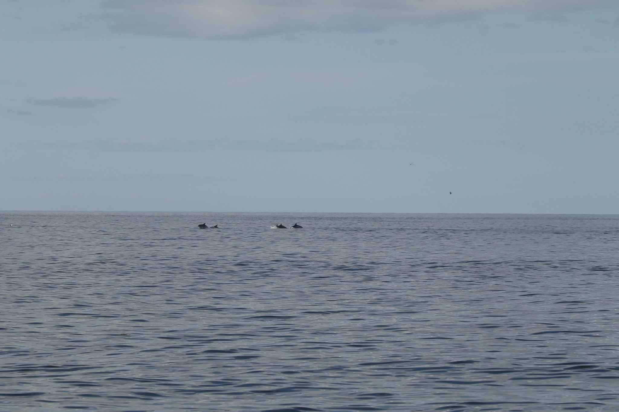 Lagenorhynchus acutus