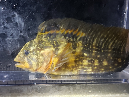 Florida blenny (Chasmodes saburrae) — Blenniidae — 5