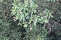 Bertholletia excelsa