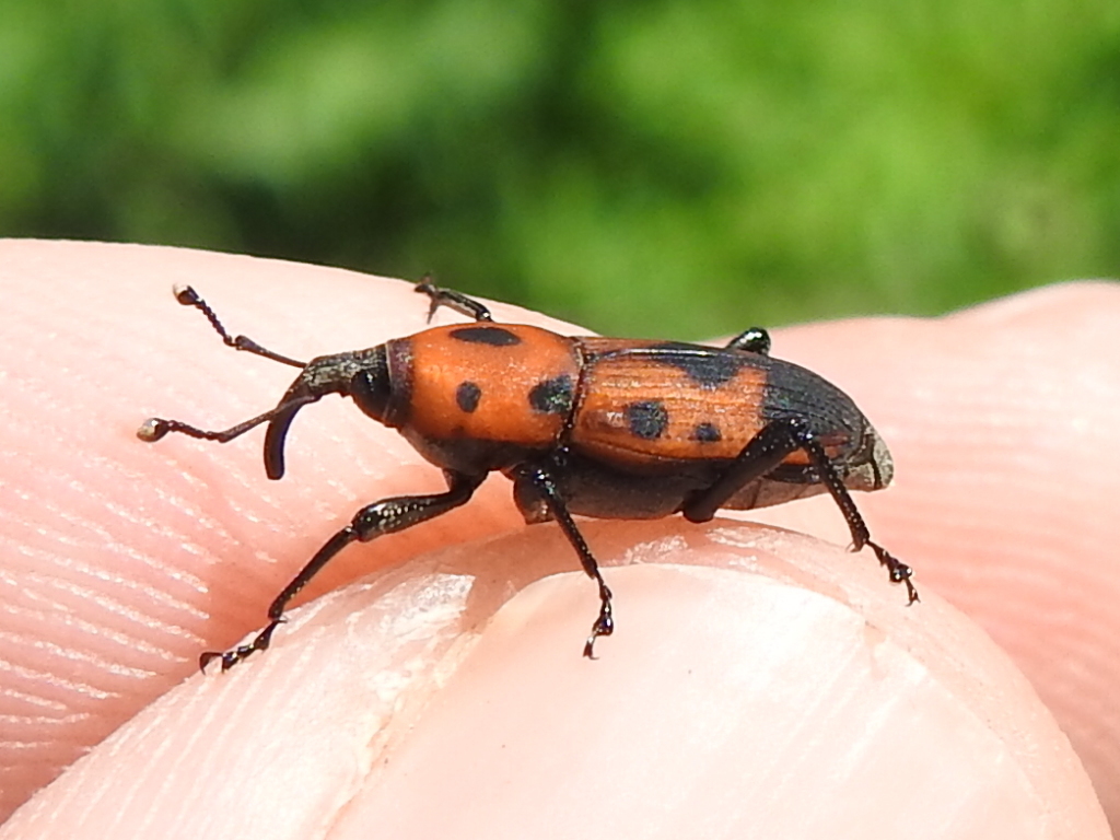 Cocklebur Weevil