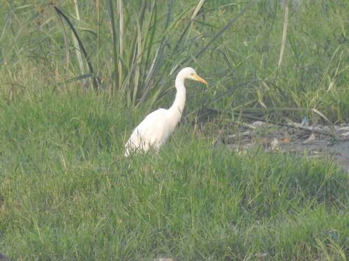 iNaturalist image