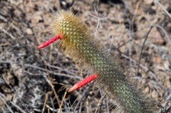 Cleistocactus