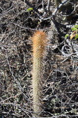 Cleistocactus