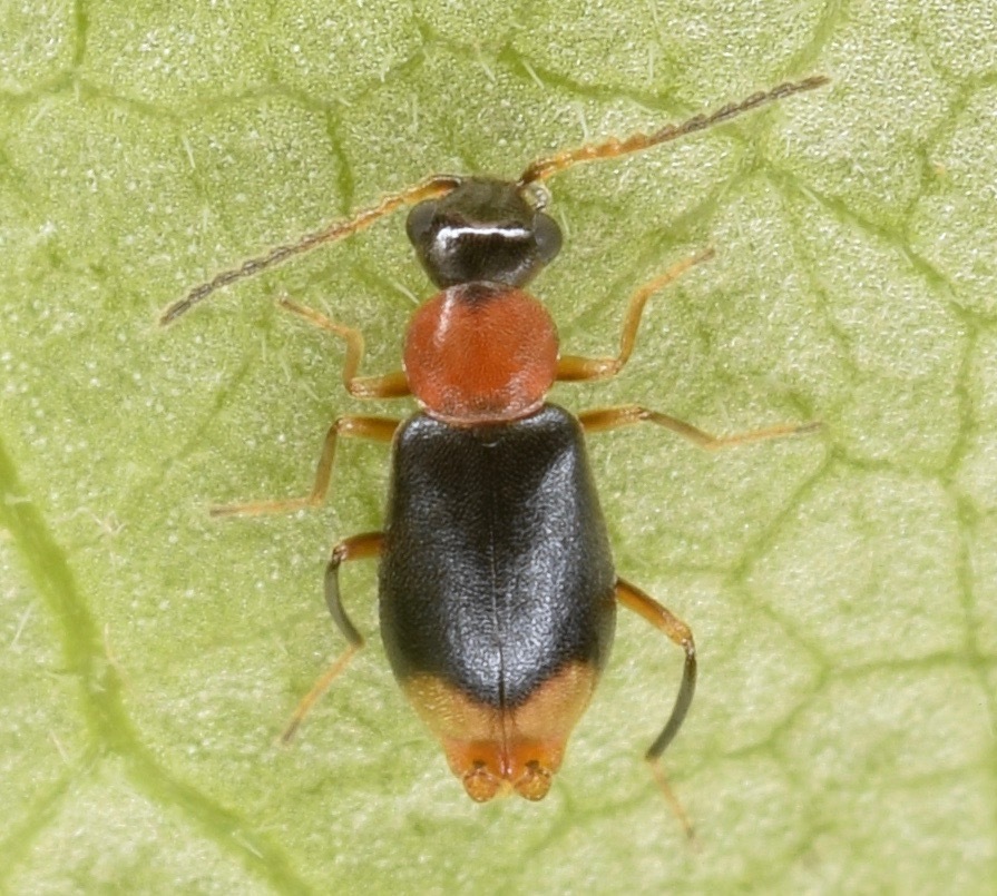 Bicoloured Soft-winged Flower Beetle