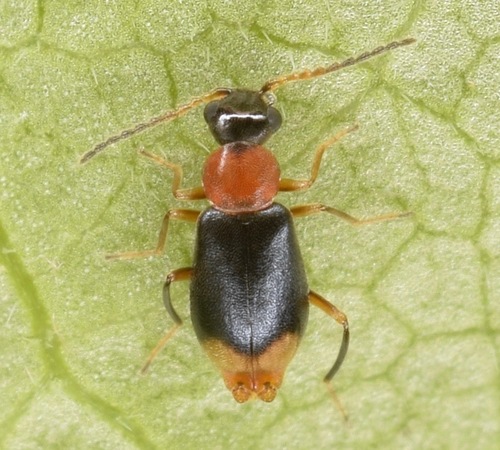 Bicoloured Soft-winged Flower Beetle