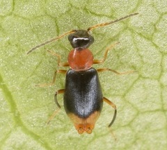 Hypebaeus bicolor