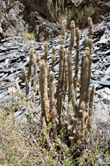 Cleistocactus