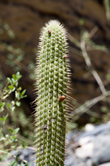 Cleistocactus