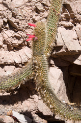 Cleistocactus