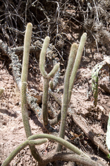 Cleistocactus