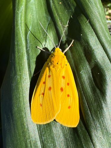 Yellow Tiger Moth