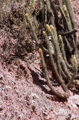 Cleistocactus