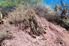 Cleistocactus